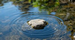 maintain clear separate ripples